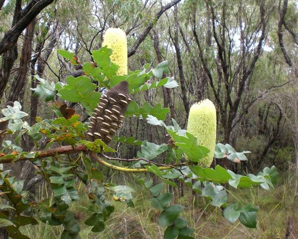 Banksia Nut