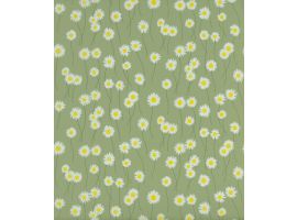 Moon Daisies - Garden