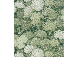 Rhododendron Walk - Puck