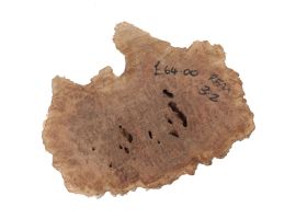 Rib Fruited Mallee Goldfield Burr 235mm x 270mm x 85mm