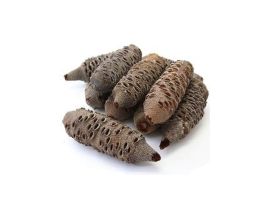 Extra Large Banksia nut 12" length, 3"-4" dia.