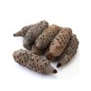Extra Large Banksia nut 12" length, 3"-4" dia.